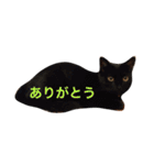 Nyan Nyansan（個別スタンプ：15）