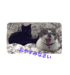 Nyan Nyansan（個別スタンプ：16）