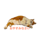 にゃんたちにゃんたち（個別スタンプ：4）