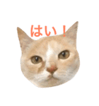 にゃんたちにゃんたち（個別スタンプ：7）