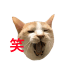 にゃんたちにゃんたち（個別スタンプ：12）