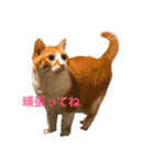 にゃんたちにゃんたち（個別スタンプ：14）