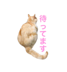 にゃんたちにゃんたち（個別スタンプ：20）
