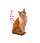 にゃんたちにゃんたち（個別スタンプ：22）