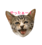 にゃんたちにゃんたち（個別スタンプ：24）