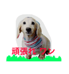 Miru   DOG（個別スタンプ：5）