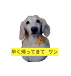 Miru   DOG（個別スタンプ：7）