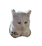 nYahoo！（個別スタンプ：1）