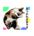 三毛猫ハルちゃん②（個別スタンプ：2）