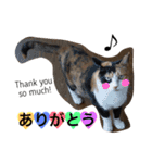 三毛猫ハルちゃん②（個別スタンプ：4）