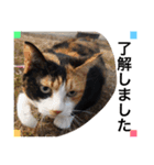 三毛猫ハルちゃん②（個別スタンプ：5）
