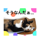 三毛猫ハルちゃん②（個別スタンプ：6）