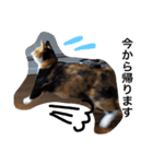 三毛猫ハルちゃん②（個別スタンプ：7）