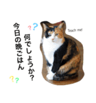 三毛猫ハルちゃん②（個別スタンプ：8）