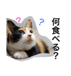 三毛猫ハルちゃん②（個別スタンプ：9）