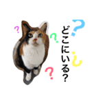 三毛猫ハルちゃん②（個別スタンプ：10）