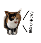 三毛猫ハルちゃん②（個別スタンプ：11）