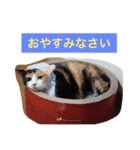 三毛猫ハルちゃん②（個別スタンプ：12）