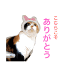三毛猫ハルちゃん②（個別スタンプ：15）