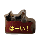 三毛猫ハルちゃん②（個別スタンプ：16）