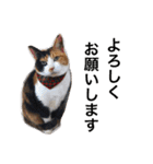 三毛猫ハルちゃん②（個別スタンプ：17）