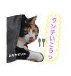 三毛猫ハルちゃん②（個別スタンプ：18）