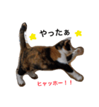 三毛猫ハルちゃん②（個別スタンプ：19）