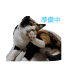 三毛猫ハルちゃん②（個別スタンプ：20）