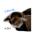 三毛猫ハルちゃん②（個別スタンプ：21）
