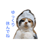 三毛猫ハルちゃん②（個別スタンプ：23）