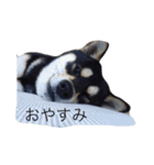 黒柴と愉快なオヤジたち（個別スタンプ：3）