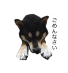 黒柴と愉快なオヤジたち（個別スタンプ：7）