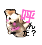 dog name is momo（個別スタンプ：1）