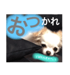 dog name is momo（個別スタンプ：2）