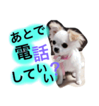 dog name is momo（個別スタンプ：3）