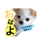 dog name is momo（個別スタンプ：4）
