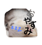 dog name is momo（個別スタンプ：5）