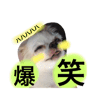 dog name is momo（個別スタンプ：6）