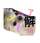 dog name is momo（個別スタンプ：8）