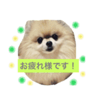 はぴたんたん（個別スタンプ：1）