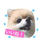 はぴたんたん（個別スタンプ：3）
