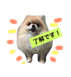 はぴたんたん（個別スタンプ：4）