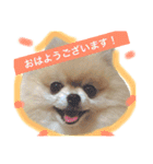 はぴたんたん（個別スタンプ：5）