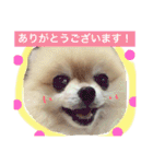 はぴたんたん（個別スタンプ：6）