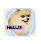 はぴたんたん（個別スタンプ：9）