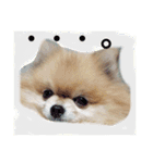 はぴたんたん（個別スタンプ：11）