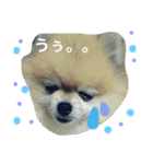 はぴたんたん（個別スタンプ：13）