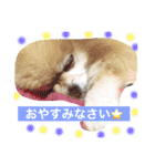 はぴたんたん（個別スタンプ：14）