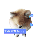 はぴたんたん（個別スタンプ：16）
