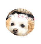バニラ  くん（個別スタンプ：1）